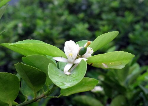 柠檬授粉时间与方式方法