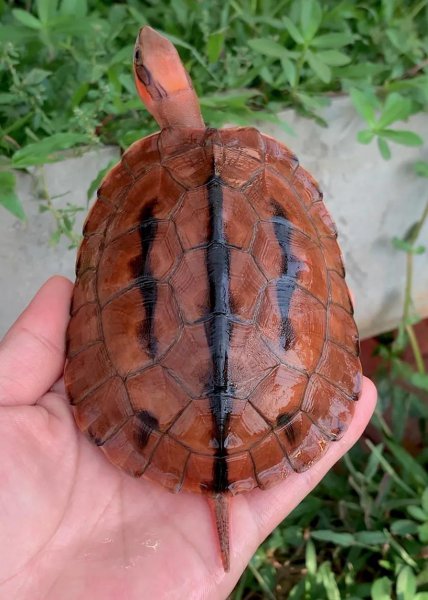 金钱龟吃什么食物好养活