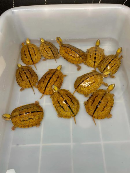 金钱龟吃什么食物好养活