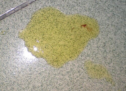 狗尿可以做肥料吗