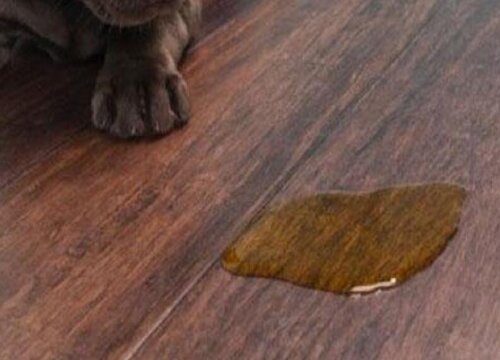 狗尿可以做肥料吗