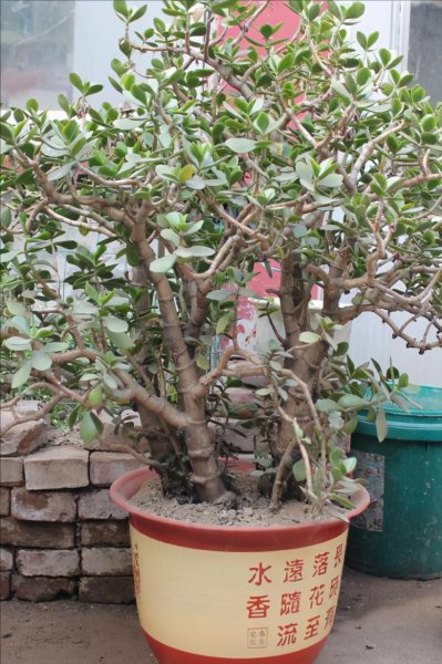 玉树什么时候修剪好看图片