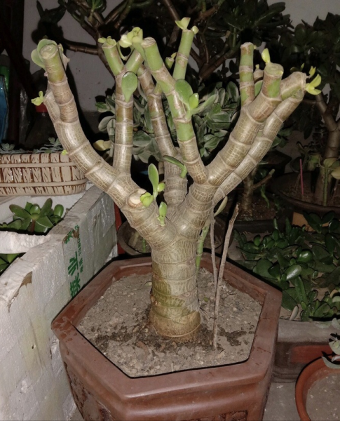 玉树什么时候修剪好看图片