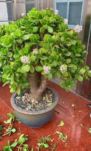 玉树什么时候修剪好看图片