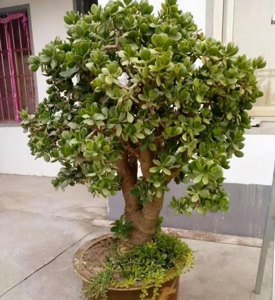 玉树什么时候修剪好看图片