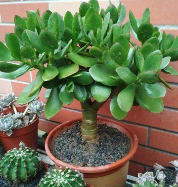 玉树什么时候修剪好看图片