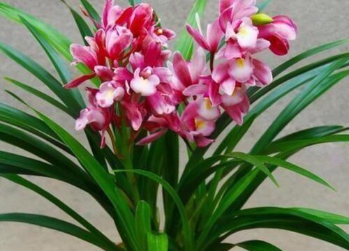 夏季养护兰花如何预防害虫