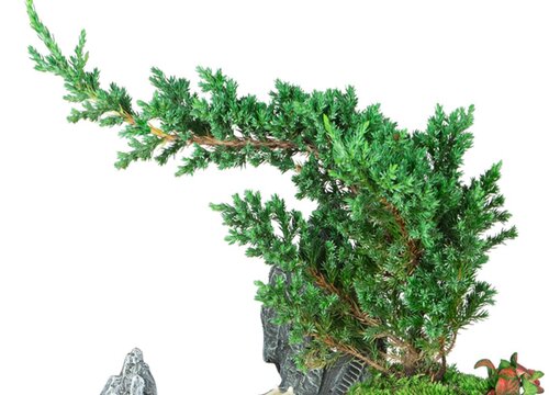 黄荆树的风水作用