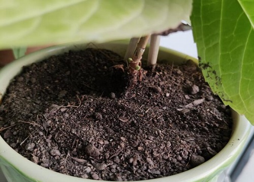 花盆土总太潮湿不干怎么办