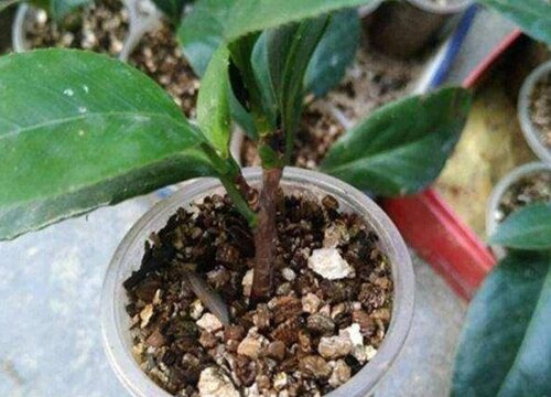 花盆土总太潮湿不干怎么办