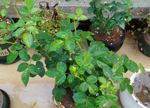 花盆土总太潮湿不干怎么办