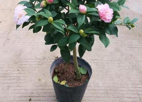 花盆土总太潮湿不干怎么办