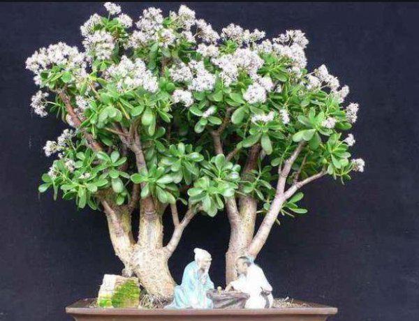 玉树种几年才能开花