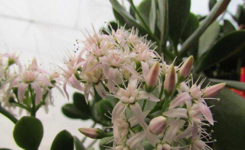 玉树种几年才能开花