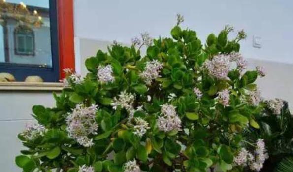 玉树种几年才能开花