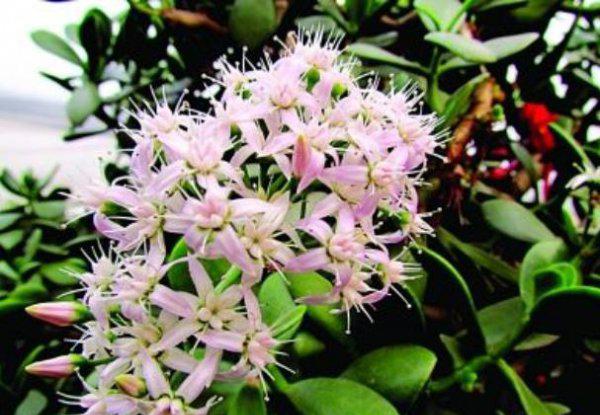 玉树种几年才能开花