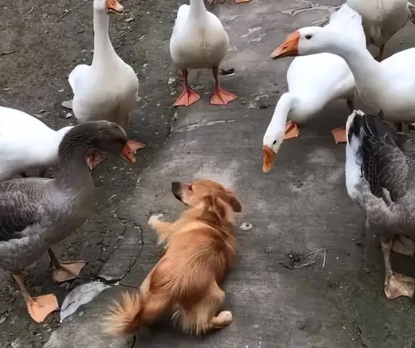 鹅为什么会主动咬人