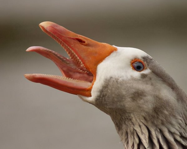 鹅为什么会主动咬人