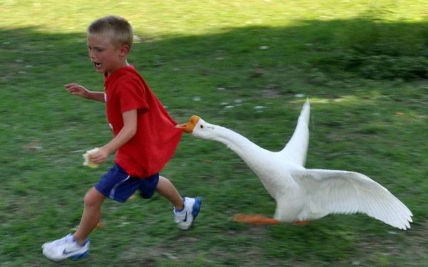 鹅为什么会主动咬人