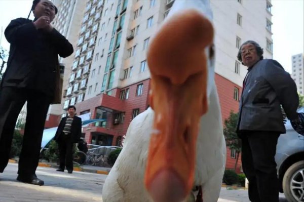 鹅为什么会主动咬人