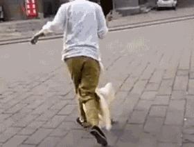 鹅为什么会主动咬人