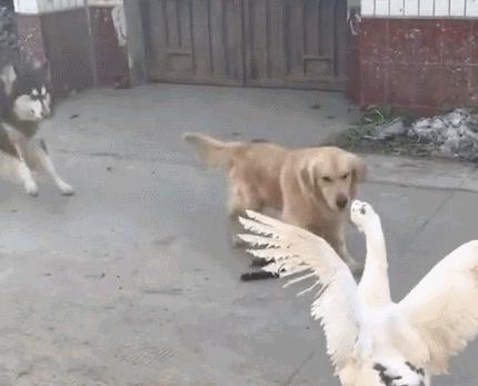 鹅为什么会主动咬人