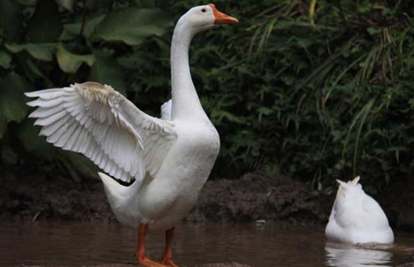鹅为什么会主动咬人