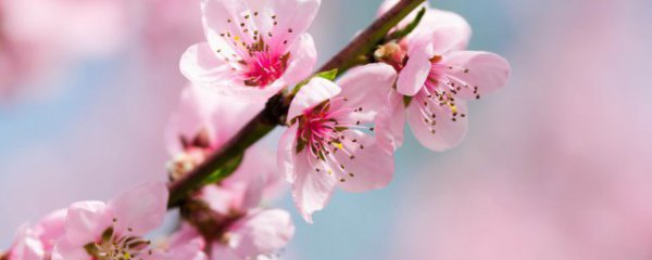 过年大厅摆什么花喜庆