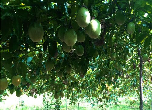 百香果花期是什么时候