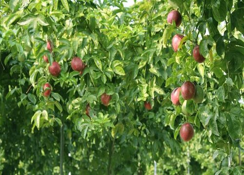 百香果花期是什么时候