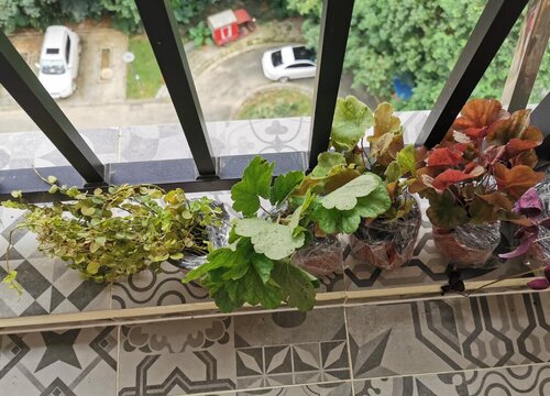 矾根花期是什么时候