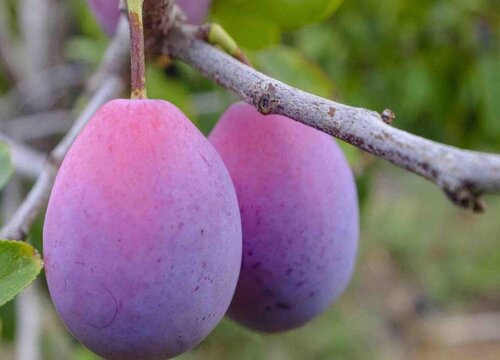 西梅可以带皮吃吗