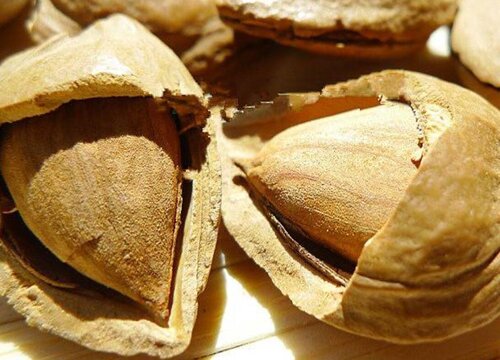 白果什么时候成熟