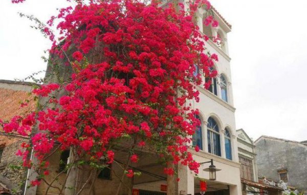 三角梅为什么不开花只长叶子越长越高