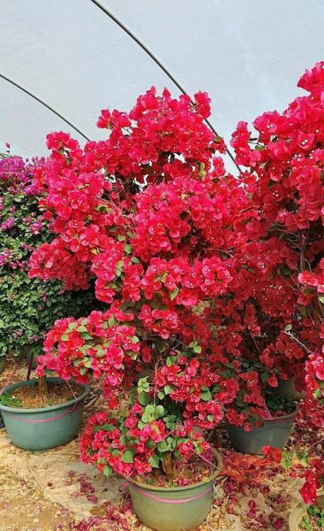 三角梅为什么不开花只长叶子越长越高