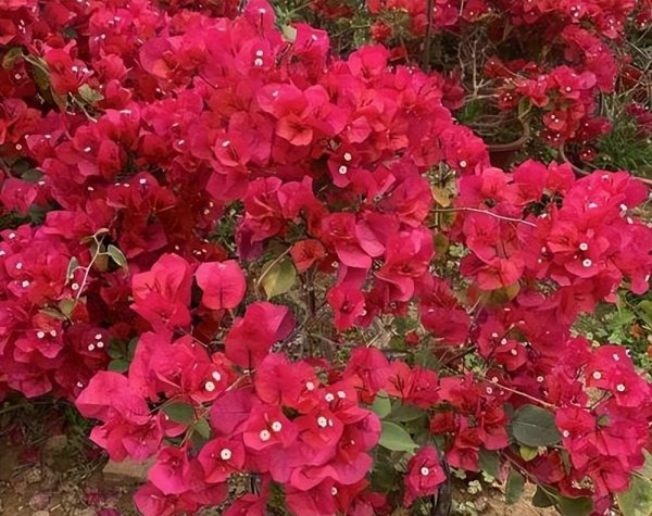 三角梅为什么不开花只长叶子越长越高