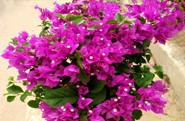 三角梅为什么不开花只长叶子越长越高