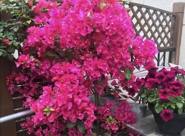 三角梅为什么不开花只长叶子越长越高