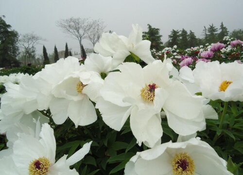 油牡丹花期是什么时候