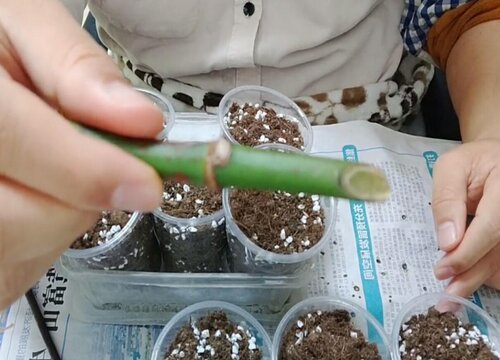 竹节海棠什么时候扦插最好