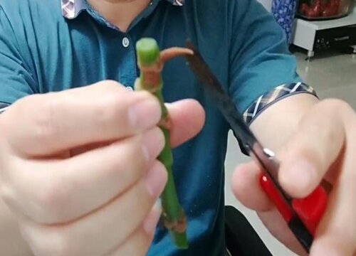 竹节海棠什么时候扦插最好