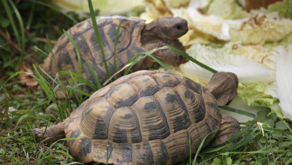 乌龟吃什么食物好养活