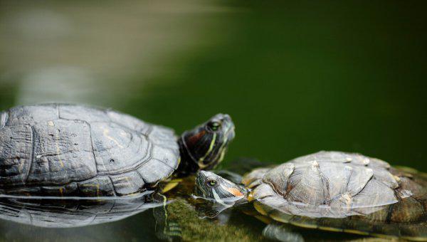 乌龟吃什么食物好养活