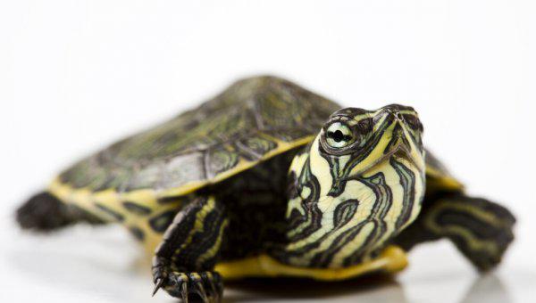 乌龟吃什么食物好养活