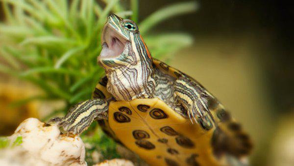 乌龟吃什么食物好养活