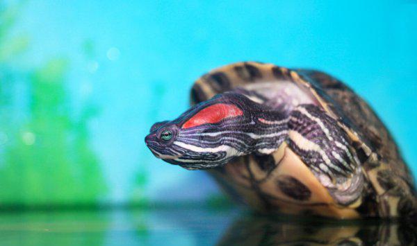 乌龟吃什么食物好养活