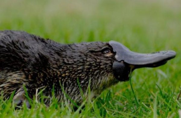 鸭嘴兽是胎生还是卵生