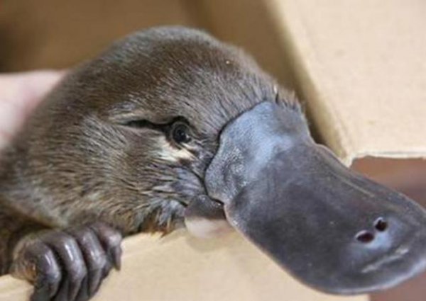 鸭嘴兽是胎生还是卵生