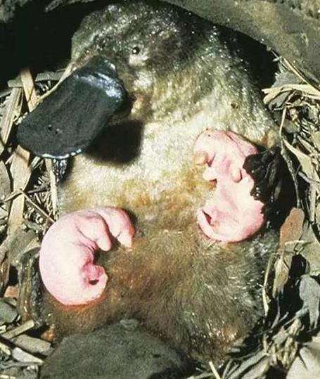 鸭嘴兽是胎生还是卵生