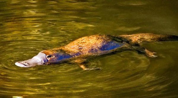 鸭嘴兽是胎生还是卵生